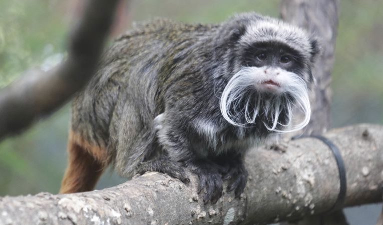 Dallas Zoo believes 2 of its monkeys were stolen after their habitat was ‘intentionally compromised.’ It follows a string of suspicious activity- QHN