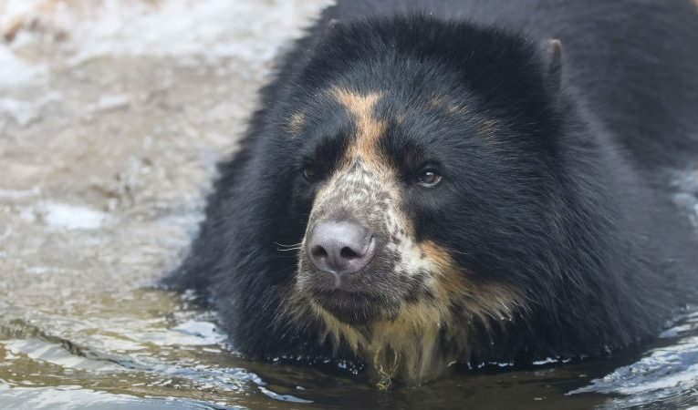 Andean bear breaks out of enclosure at St. Louis zoo again- QHN